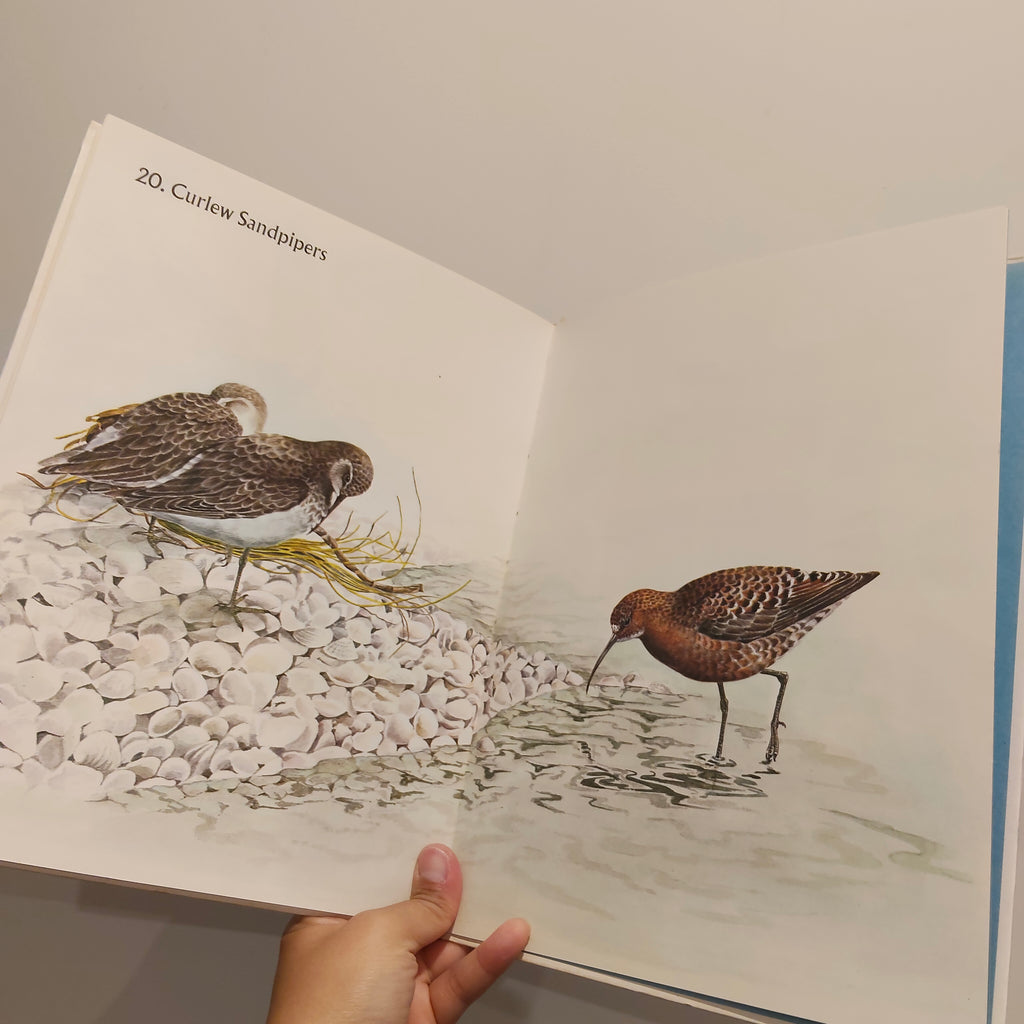 Waders In New Zealand Hardcover by Elaine Power Hardcover Vintage Book