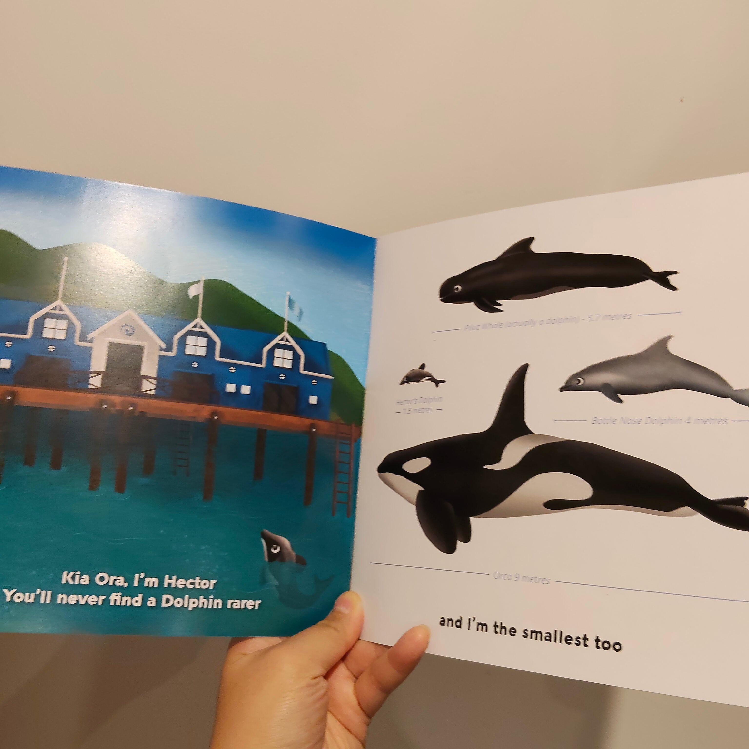 Hector's Dolphin: Kiwi of the Sea by Michal Bush Paperback Book